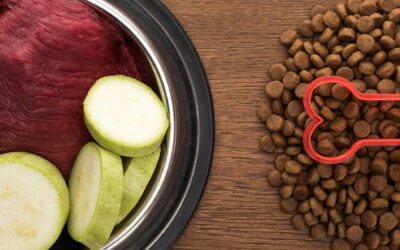 Le système digestif du chien : pourquoi toutes les croquettes ne se valent pas ?