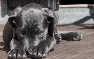 Pancréatite du Chien : Quelle Croquette Pauvre en Graisse Choisir ?